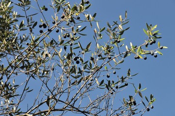 Olive