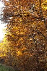 Fototapeta na wymiar Buchenwald, Herbst, Herbstblaetter
