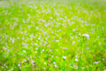 Field weed background