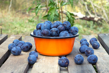 Still life with many ripe blue plums in metal orange bowl on a wooden table. Photo outdoors front view close up