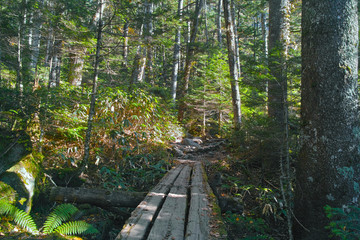 上高地　岳沢登山道