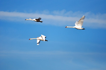 Gänse im Flug