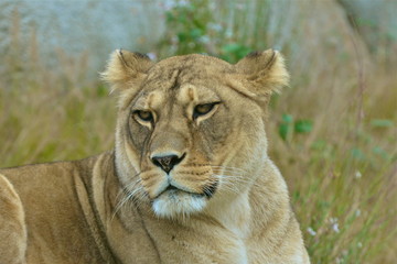 Lionne