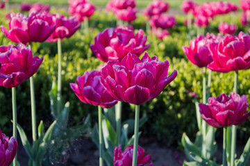 flowerbed with pink tulips blooming closeup
