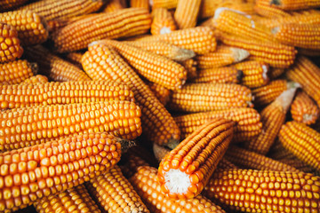 Fototapeta na wymiar Yellow Corn Background. Harvest Agricultural Harvest Concept