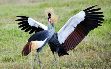Two Black Crowned Canes performing mating dance in Ngorongoro, Tanzania.