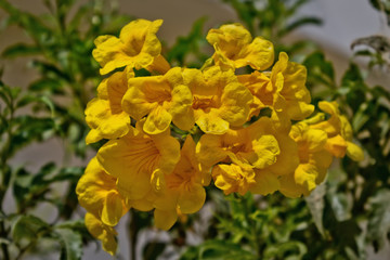 bunch of yellow flowers Tecoma closeup