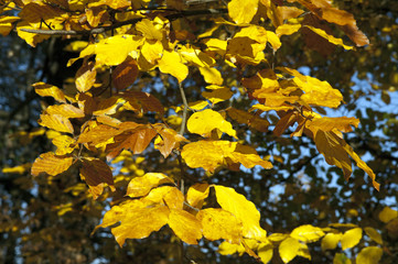 Herbstimpressionen, Herbst, Herbstblaetter