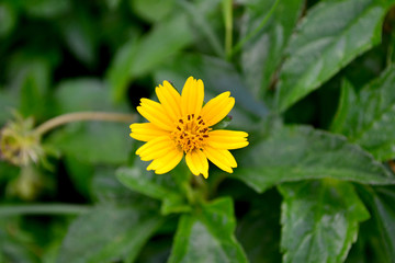 Yellow flow on blur background