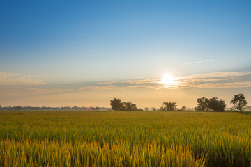 Fototapeta premium rice field in the morning in chiang mai, thailand.