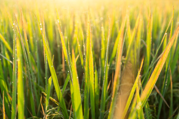 Water drops of dew on rice grass in the morning,blur and soft fo