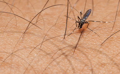 Aedes mosquito have noticeable white and black on their body and legs