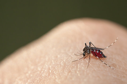 Aedes mosquito have noticeable white and black on their body and legs