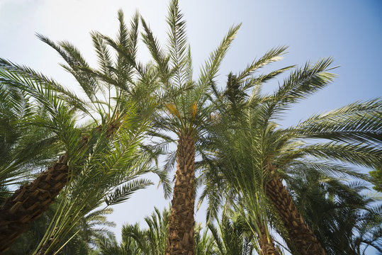 palm trees perspective view