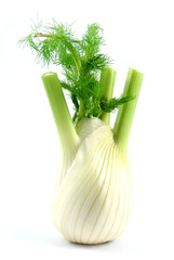 Finocchio su sfondo bianco