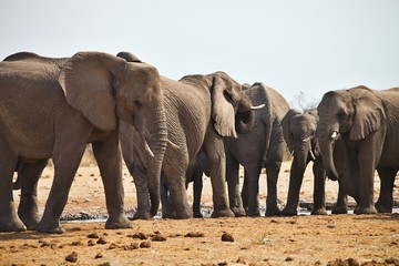 African elephants, Loxodon africana, drinking water at waterhole Etosha, Namibia