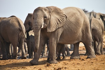 Fototapeta premium African elephants, Loxodon africana, drinking water at waterhole Etosha, Namibia
