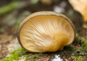 Underside of late oyster, Panellus serotinus 