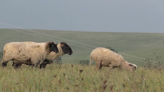 Flock of sheep runs away during herding in Slovakia
