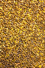Yellow millet background