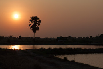 Fototapeta na wymiar Silhouette sugar palm tree and pond with sunset