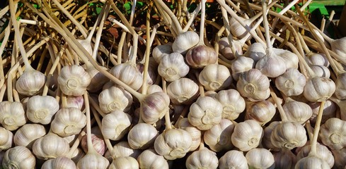 Fresh white and purple garlic in bulk at the farmers market