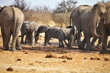 Fototapeta premium African elephants, Loxodon africana, drinking water at waterhole Etosha, Namibia