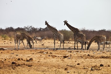 Fototapeta na wymiar Damara zebras and giraffes at the waterhole, Etosha, Namibia
