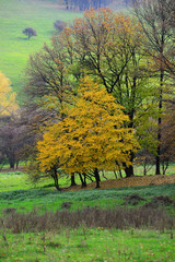 Autumn pasture and forests:Colorful foliage on the mountain