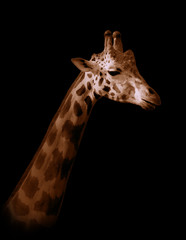 Giraffe on black background
