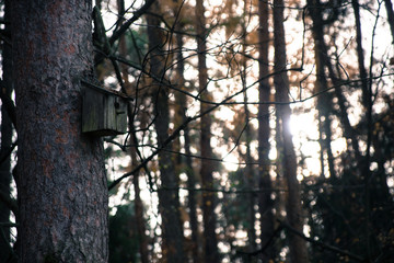 Das Vogelh&auml;uschen im Wald