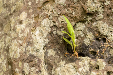 Seedlings growing on a rock