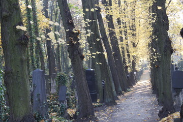 Herbststimmung auf dem Jüdischen Friedhof in Berlin-Weissensee