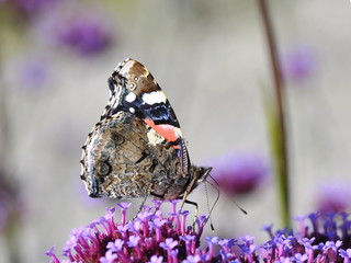 Red Admiral butterfly Vanessa atalanta on a flower