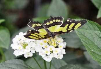 Malachite butterfly on a white flower