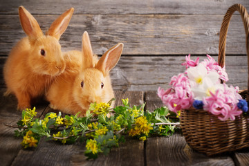 little rabbits with spring flowers