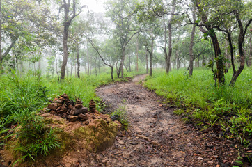 Conditions morning fog in the forest, National Park