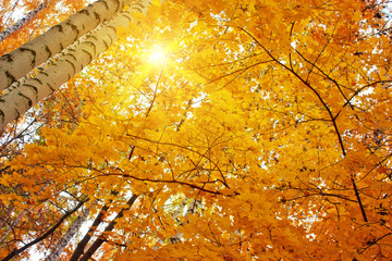 Yellow autumn birch leaves, autumn background