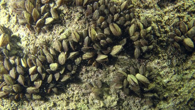 Zebra mussel (Dreissena polymorpha): settlement of clams on the rock, wide shot.
