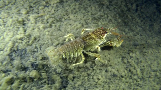European crayfish crawling on the muddy bottom, then leaves the frame, medium shot, side view.
