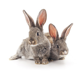 Baby rabbits.