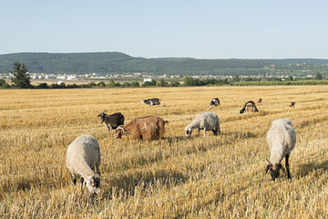 sheeps and goats in a wheat field