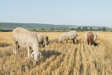 sheeps and goats in a wheat field