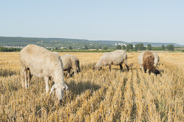 Naklejka na ściany i meble sheeps and goats in a wheat field