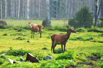 Naklejka na ściany i meble roe-deer in field