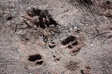 Animal tracks