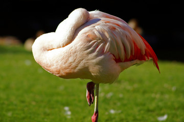 Ruhender Flamingo