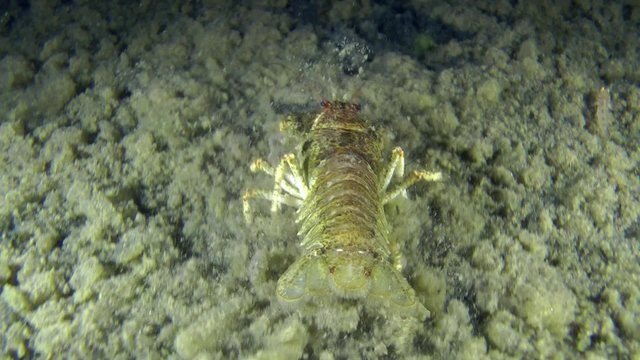European crayfish crawling on the muddy bottom, then leaves the frame, medium shot, rear view.

