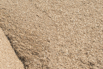 grain wheat background