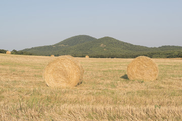 Fototapeta premium bales in a wheat field